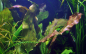Preview: Echinodorus 'Ozelot / Ozelot red' - Rote Ozelot-Schwertpflanze